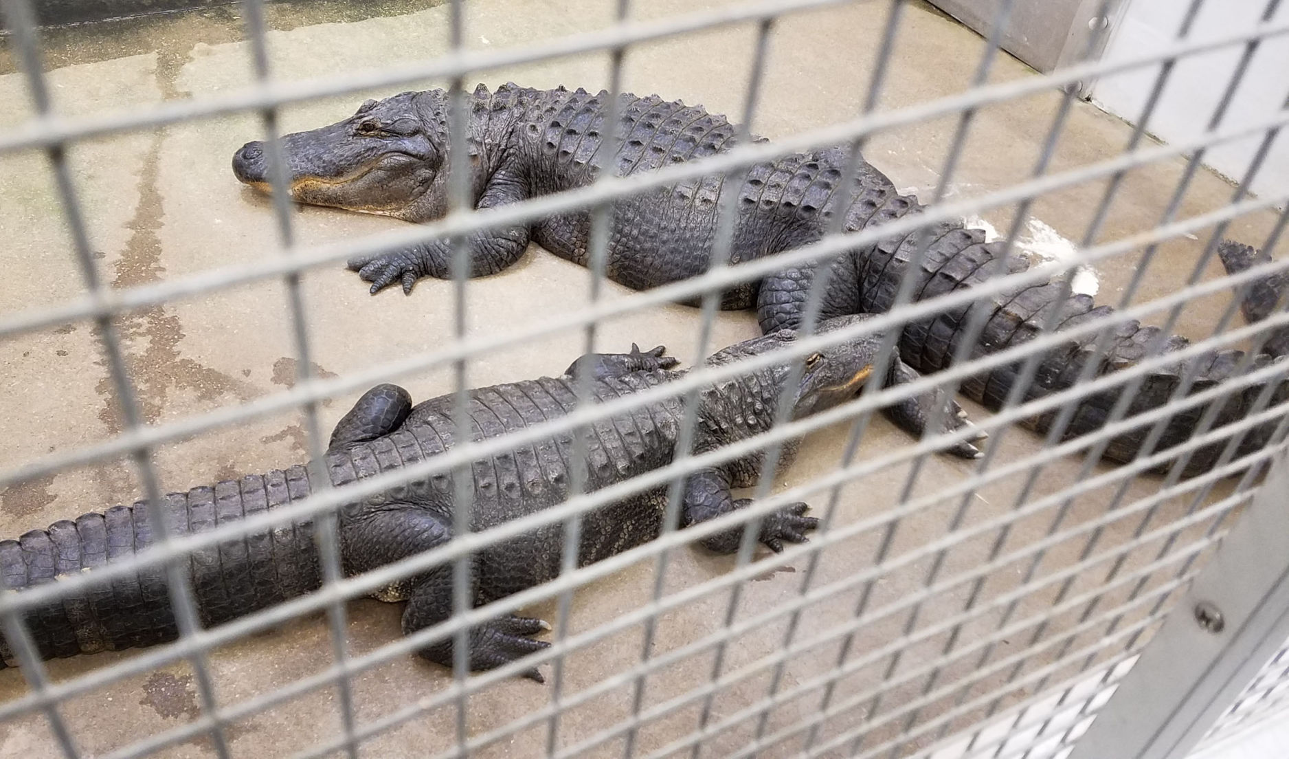 Winter alligators